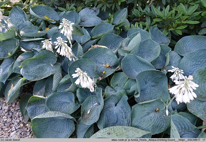 Hosta Abiqua Drinking Gourd