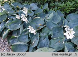 Hosta Abiqua Drinking Gourd