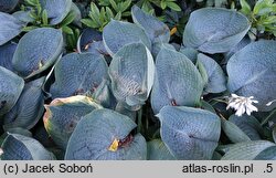 Hosta Abiqua Drinking Gourd