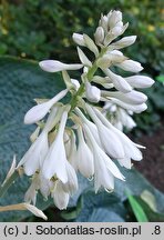 Hosta Abiqua Drinking Gourd