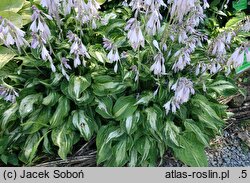 Hosta Allegan Fog