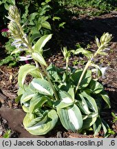 Hosta BEAuty from Poland