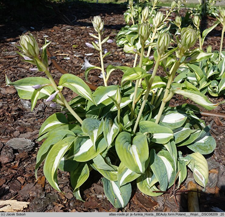 Hosta BEAuty from Poland