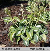 Hosta BEAuty from Poland