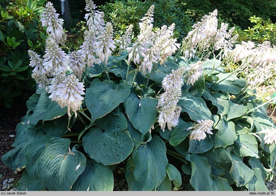 Hosta Blue Rock