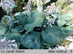 Hosta Blue Rock