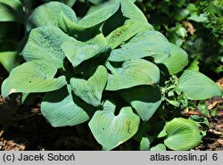 Hosta Blue Shadows