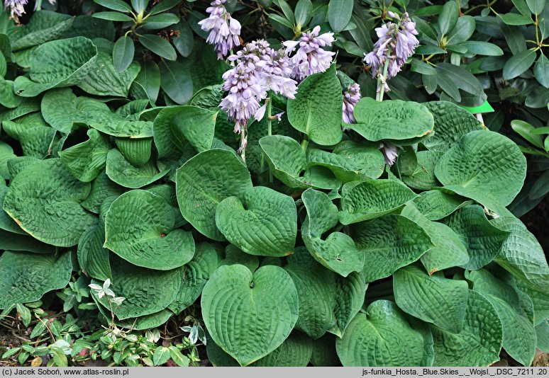 Hosta Blue Skies