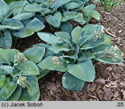 Hosta Blue Vison