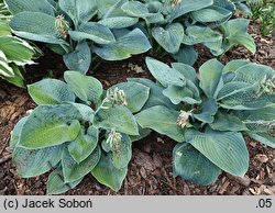 Hosta Blue Vison