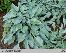 Hosta Blue Wedgwood