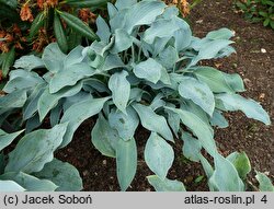 Hosta Blue Wedgwood