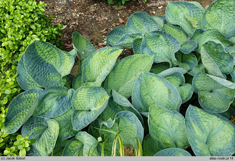 Hosta Cadillac