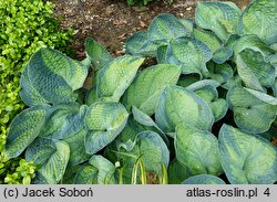 Hosta Cadillac