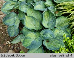 Hosta Cadillac