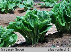 Hosta Christmas Tree