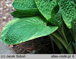 Hosta Christmas Tree