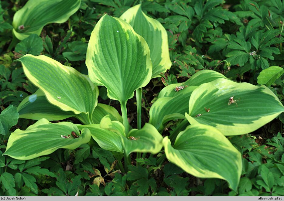 Hosta Citation