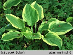 Hosta Citation