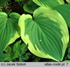 Hosta Citation