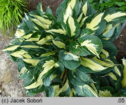 Hosta Eternal Flame