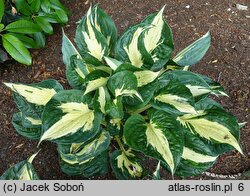 Hosta Eternal Flame