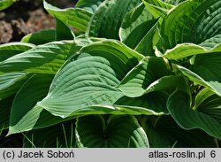 Hosta Frosted Jade