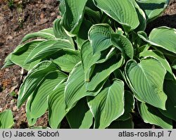 Hosta Frosted Jade