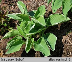 Hosta Frosted Jade