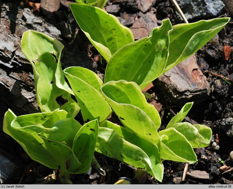 Hosta Gaiety