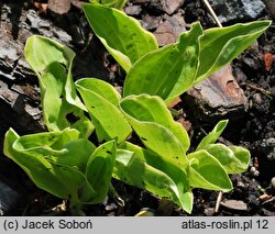 Hosta Gaiety