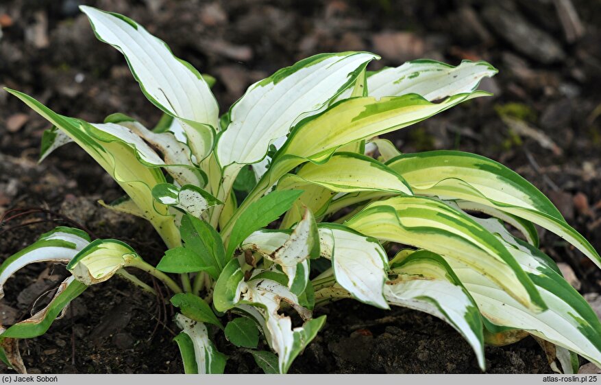 Hosta Gold Edger