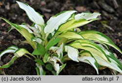 Hosta Gold Edger