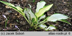 Hosta Gold Edger