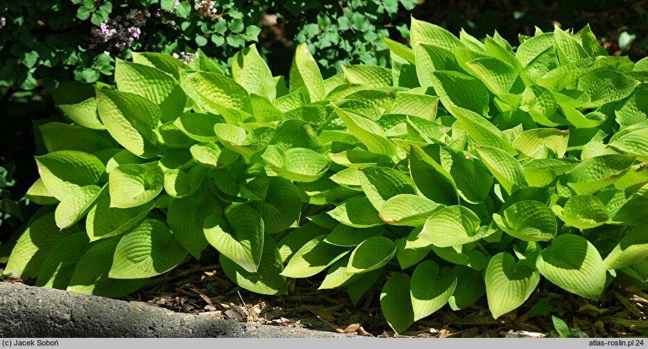 Hosta Golden Prayers