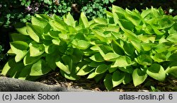 Hosta Golden Prayers