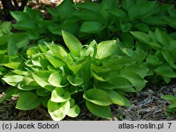 Hosta Golden Prayers