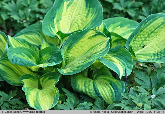 Hosta Great Expectations