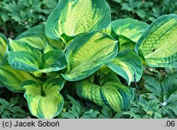 Hosta Great Expectations