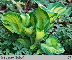 Hosta Great Expectations