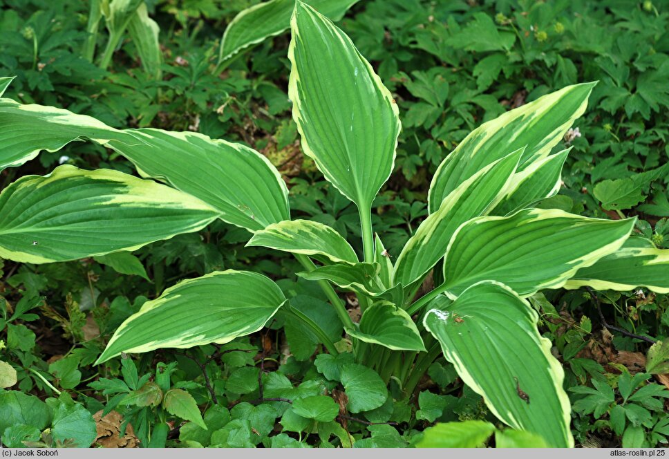 Hosta Green Gold