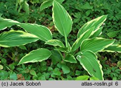 Hosta Green Gold