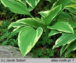 Hosta Green Gold