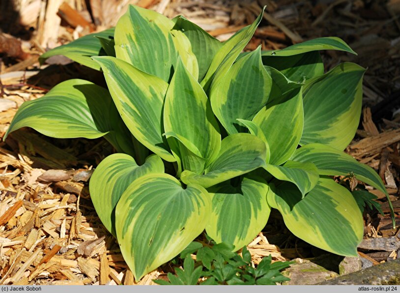 Hosta Ground Master