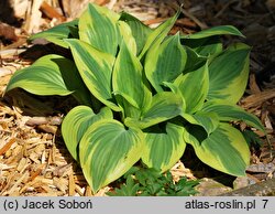 Hosta Ground Master