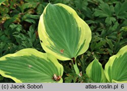 Hosta Ground Master