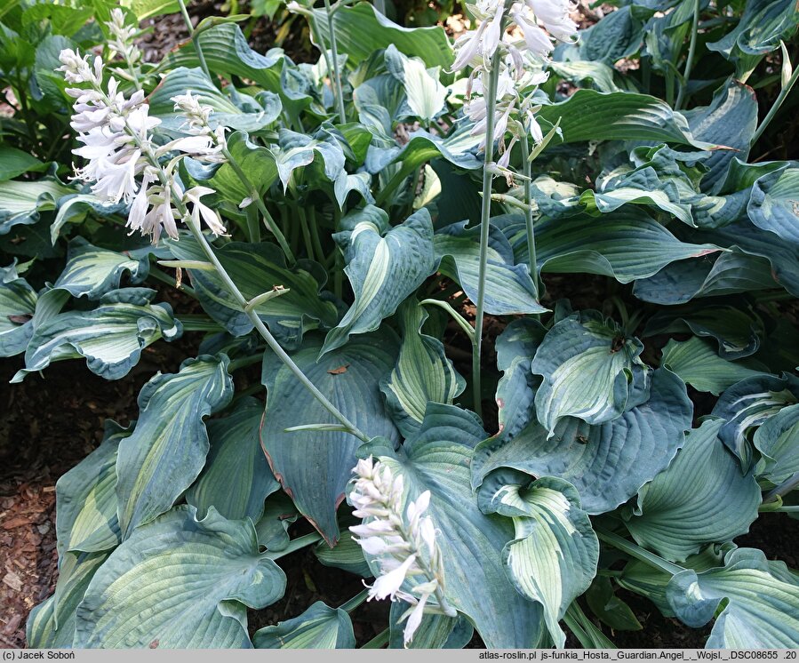 Hosta Guardian Angel