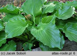 Hosta Invincible