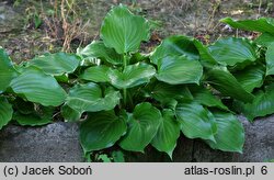 Hosta Invincible