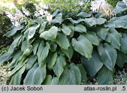 Hosta Jurassic Park
